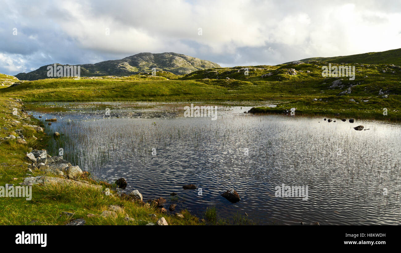 Water Lilies - Isle of Lewis Stock Photo