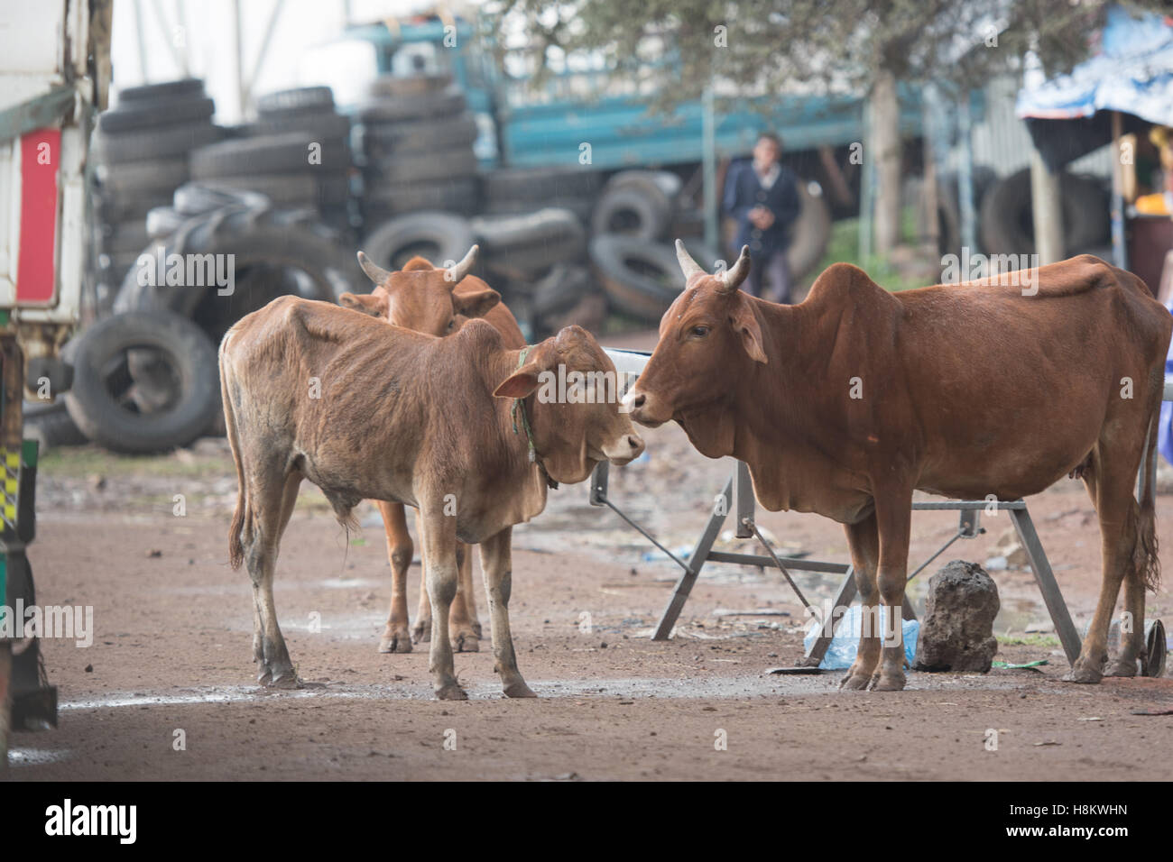 Addis Ababa, Ethiopia - Cattle standing in the dirt roads of Addis Ababa. Stock Photo