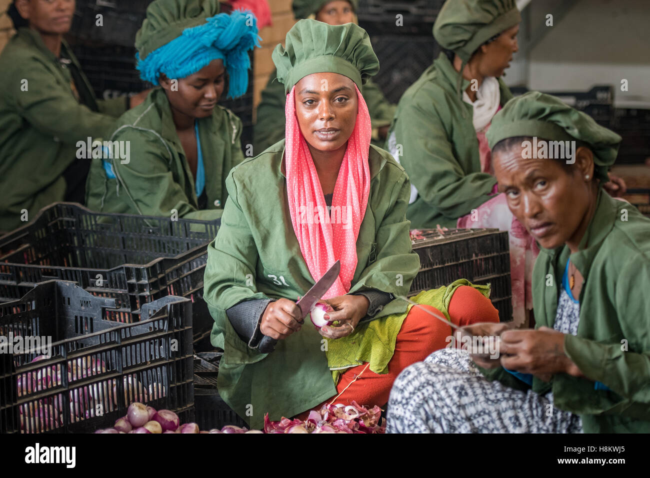 Meki Batu, Ethiopia - Female workers peeling onions for added value at the Fruit and Vegetable Growers Cooperative in Meki Batu. Stock Photo