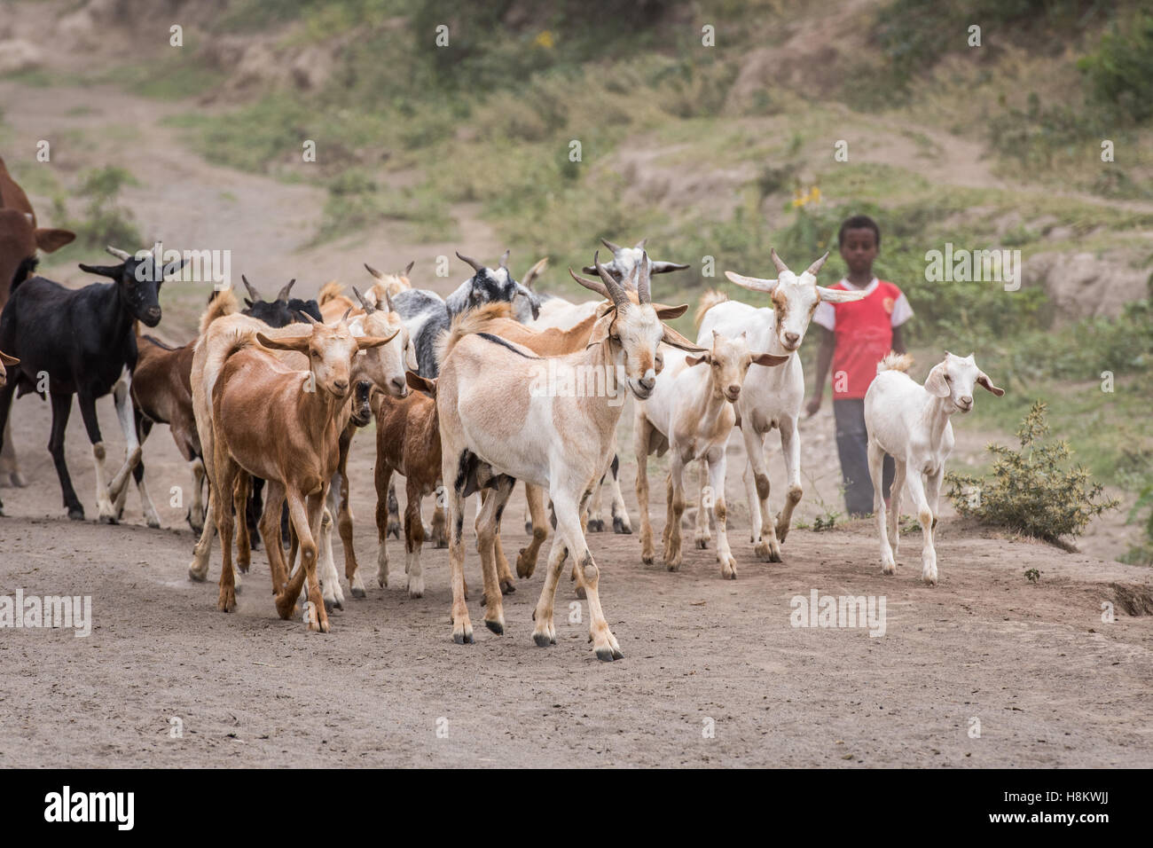 Meki Batu, Ethiopia - Young boy herding goats and cattle at the Fruit and Vegetable Growers Cooperative in Meki Batu. Stock Photo