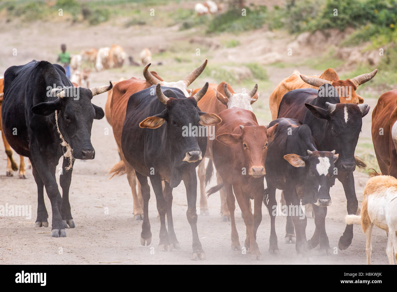 Meki Batu, Ethiopia - Workers herding goats and cattle at the Fruit and Vegetable Growers Cooperative in Meki Batu. Stock Photo