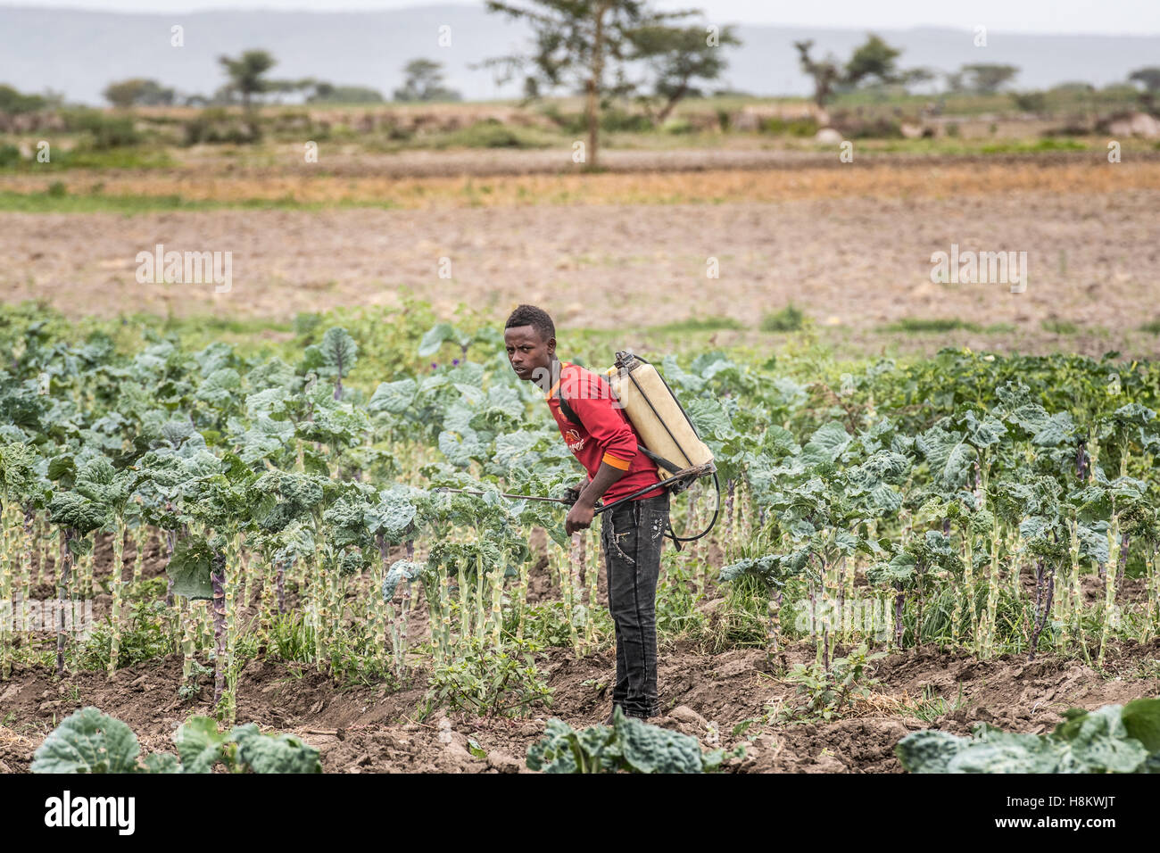 Meki Batu, Ethiopia - Young male worker spraying pesticides on kale plants at the Fruit and Vegetable Growers Cooperative in Mek Stock Photo