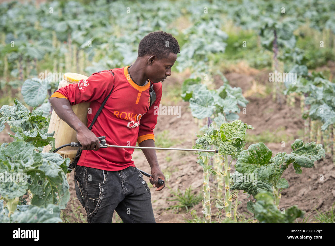 Meki Batu, Ethiopia - Young male worker spraying pesticides on kale plants at the Fruit and Vegetable Growers Cooperative in Mek Stock Photo