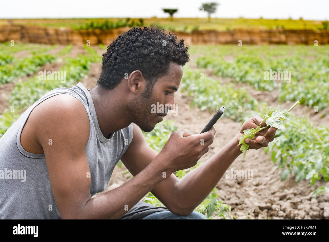 Meki Batu, Ethiopia - Young male worker taking pictures a cell phone of pepper plants at the Fruit and Vegetable Growers Coopera Stock Photo