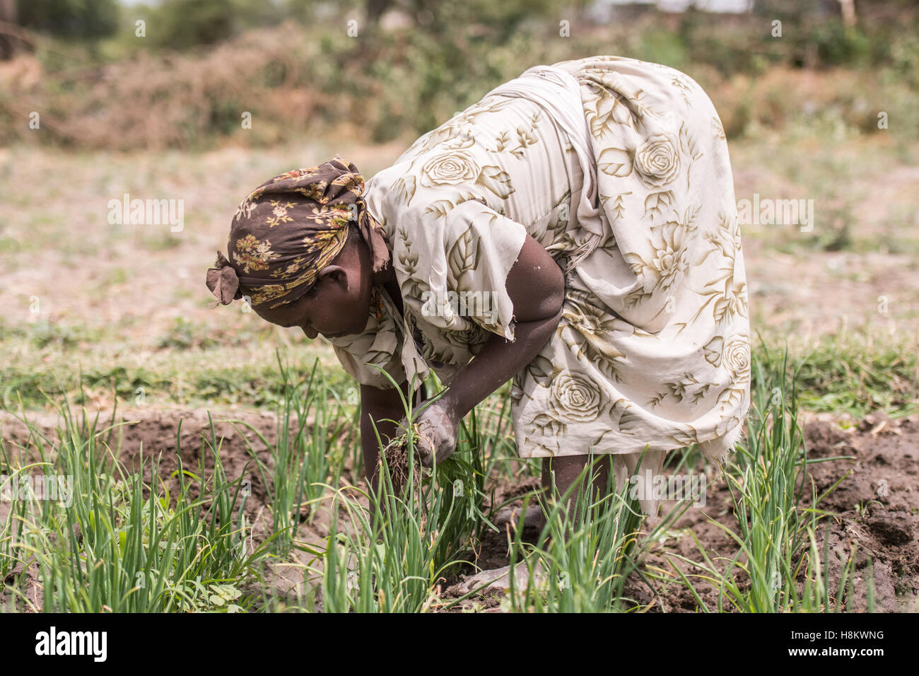 Meki Batu, Ethiopia Female workers weeding onion fields at the Fruit and Vegetable Growers