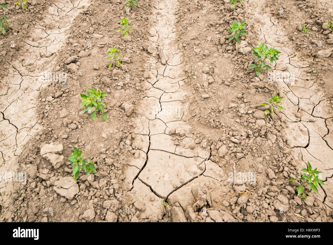 Meki Batu, Ethiopia - Young pepper plants growing in a dry cracked field at the Fruit and Vegetable Growers Cooperative in Meki  Stock Photo
