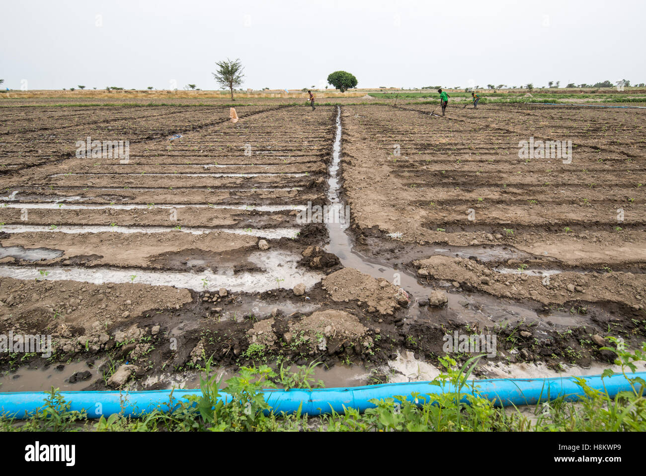 Meki Batu, Ethiopia - Irrigation system for the fields at the Fruit and Vegetable Growers Cooperative in Meki Batu. Stock Photo