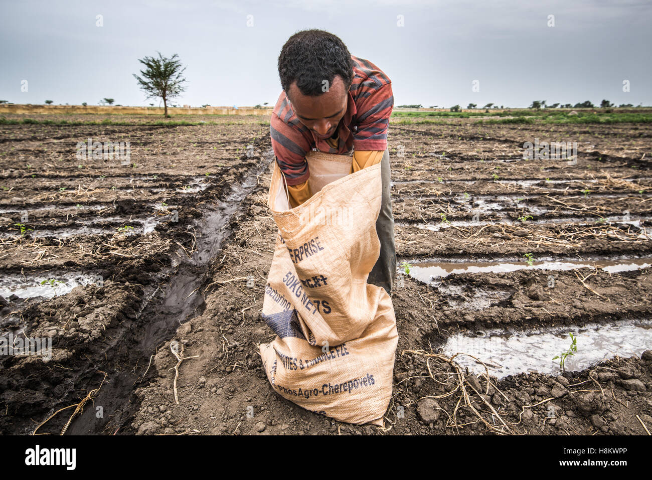 Meki Batu, Ethiopia Young male worker spreading fertilizer on young