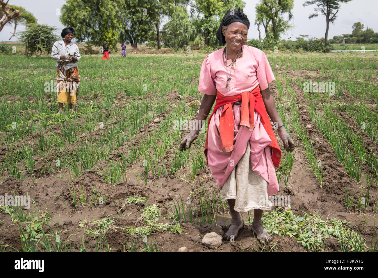 Meki Batu, Ethiopia Female workers weeding onion fields at the Fruit and Vegetable Growers
