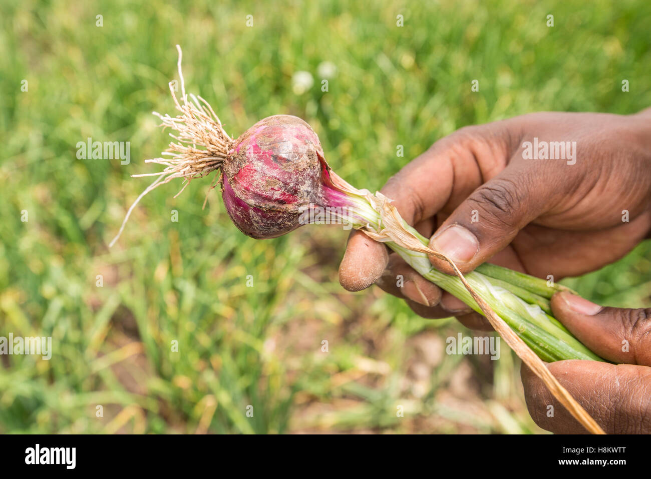 Meki Batu, Ethiopia - Onions being harvested at the Fruit and Vegetable Growers Cooperative in Meki Batu. Stock Photo