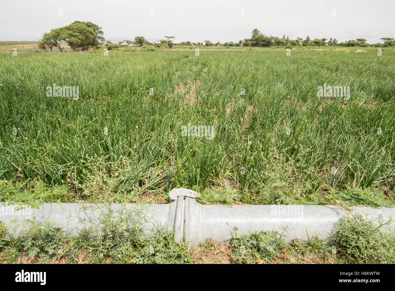 Meki Batu, Ethiopia - Rows of onion plants in a field at the Fruit and Vegetable Growers Cooperative in Meki Batu. Stock Photo