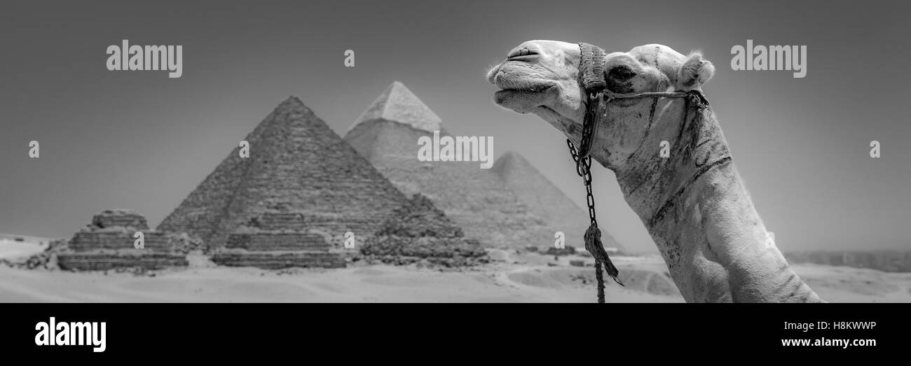Cairo, Egypt Close up of camel resting in the desert with the three Great pyramids of Giza in the background. From left to right Stock Photo