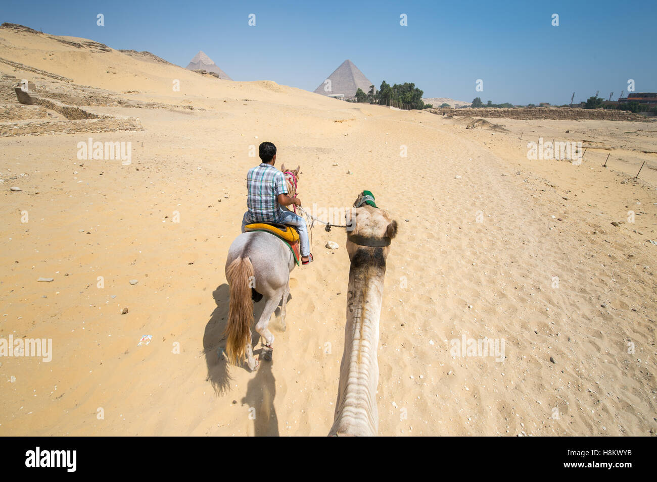 Cairo, Egypt Camel driver on horseback and a tourist riding a camel walking through the desert with the Great Pyramids of Giza i Stock Photo