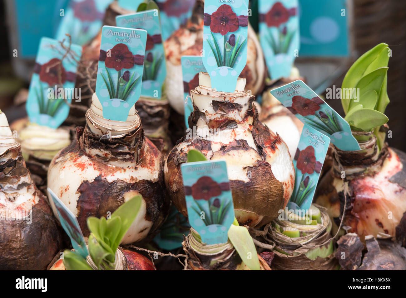 Amsterdam, Netherlands close up of red Amaryllis flower bulbs for sale in an outdoor market. Stock Photo