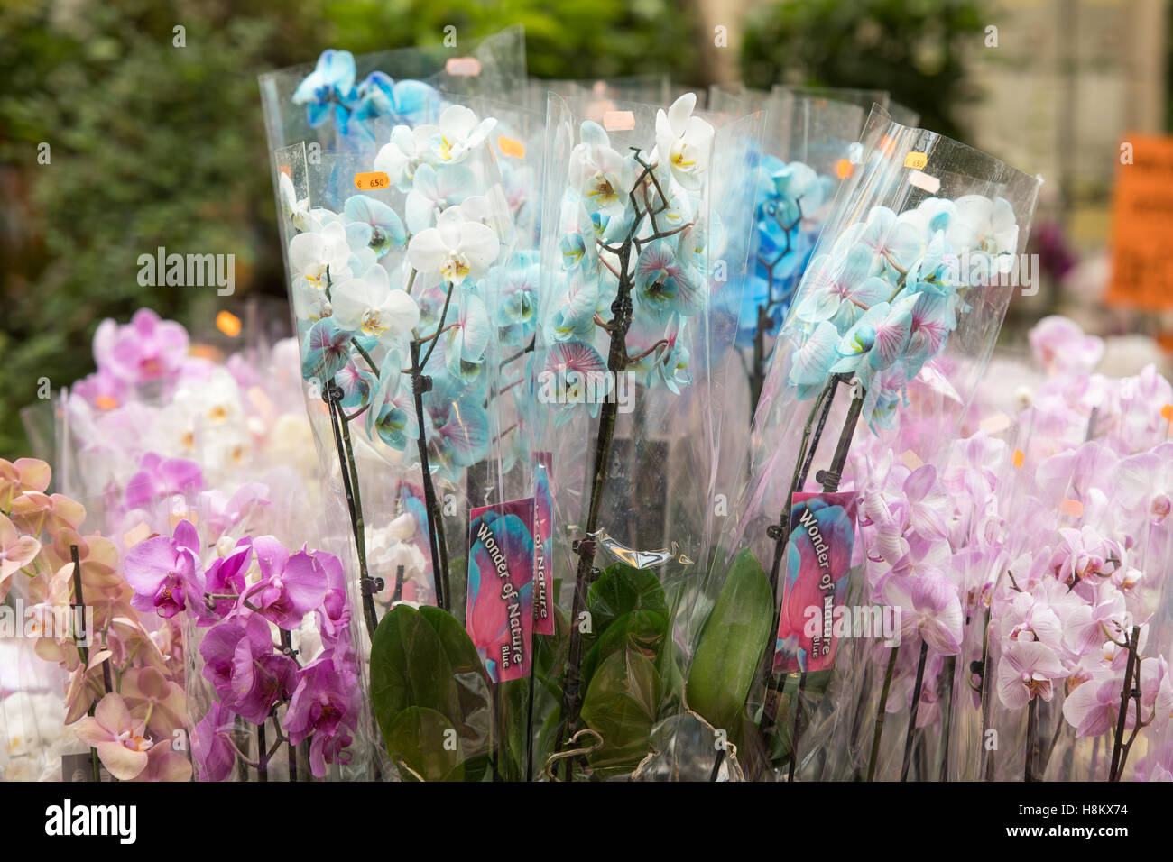 Amsterdam, Netherlands close up of different colored potted Orchid flowers for sale in an outdoor market. Stock Photo