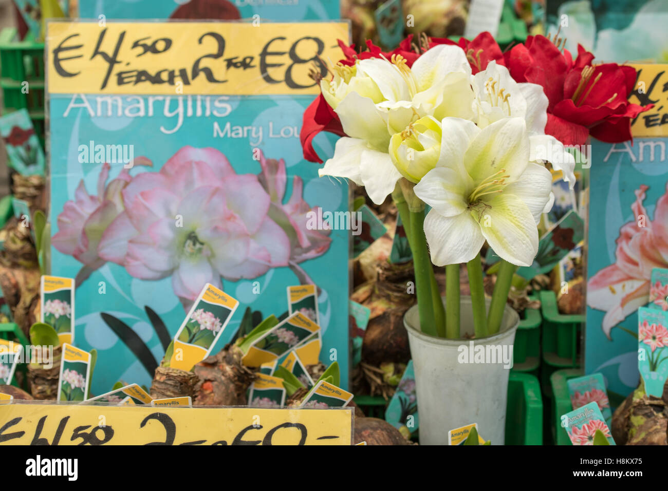 Amsterdam, Netherlands close up of Amaryllis flower bulbs for sale in an outdoor market. Stock Photo