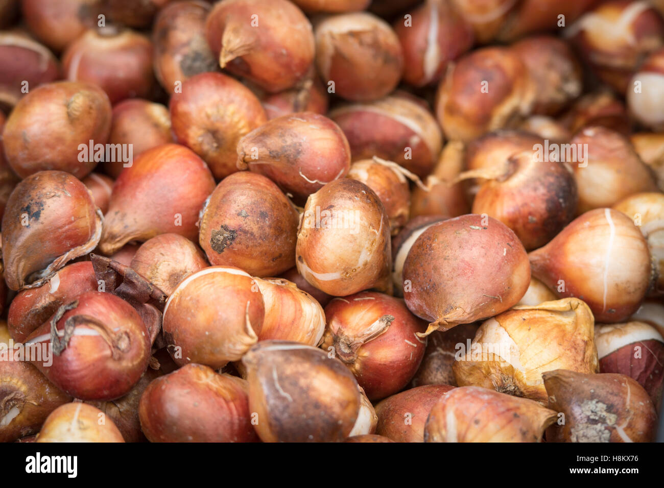 Amsterdam, Netherlands close up of flower bulbs for sale in an outdoor market. Stock Photo