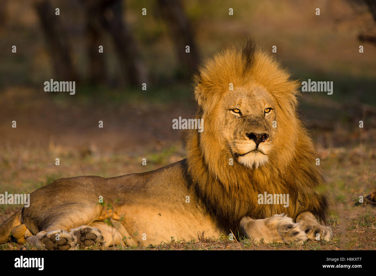 Portrait of a handsome male lion (Panthera leo) in warm light Stock Photo