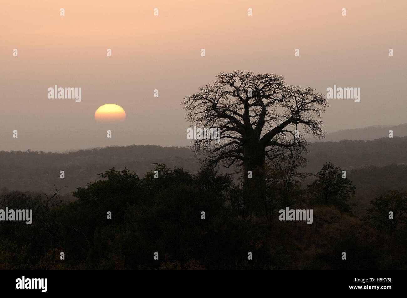 Sunrise silhouette of baobab on baobab hill, near Pafuri, Kruger National Park, Mpumalanga, South Africa. Stock Photo