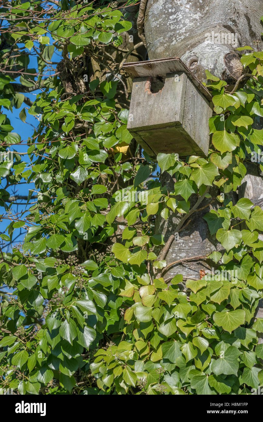 Bird nesting box fixed to a Common Ivy-clad tree / Hedera helix. Hedera helix on tree, creeping ivy. Ivy plant on tree. UK tree habitats for animals. Stock Photo