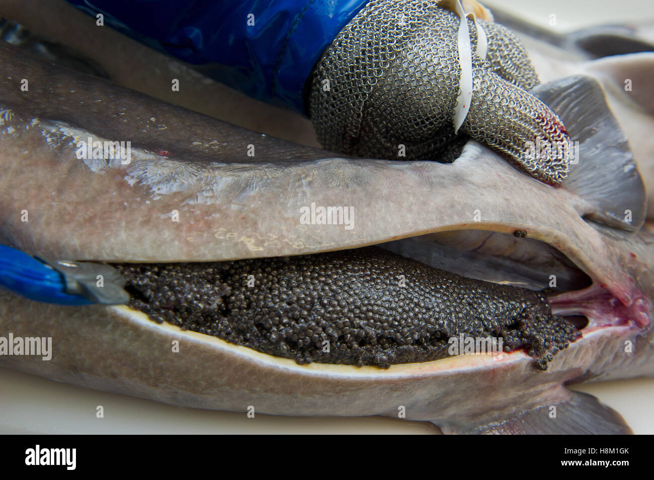 Workers prepare caviar, removing the eggs of a female sturgeon, Europe