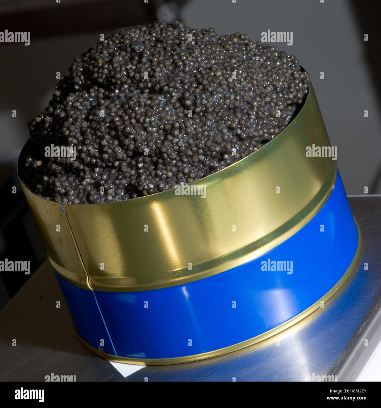 Worker filling tins with caviar in fish factory, France Stock Photo