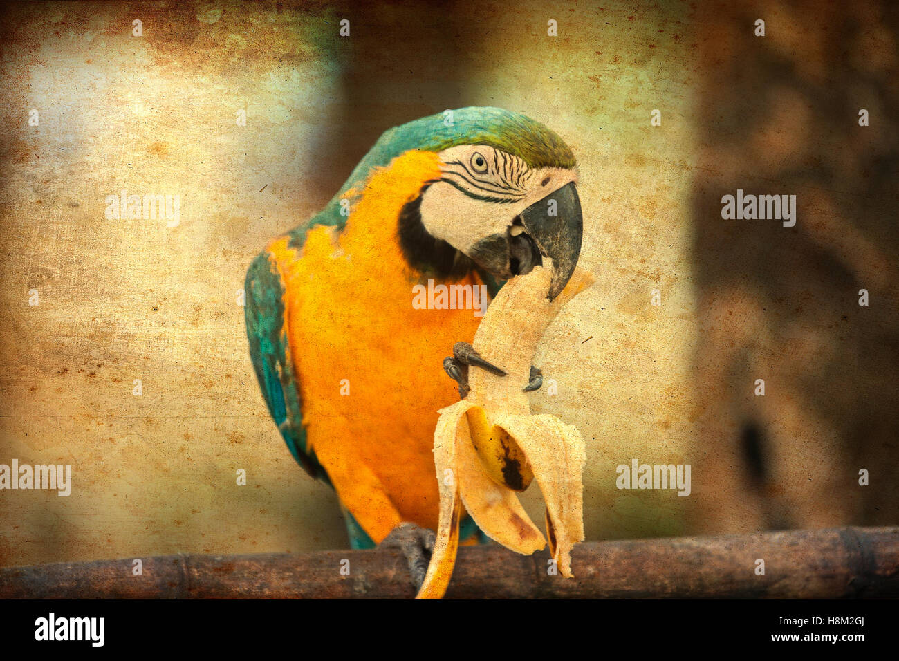 Parrot eating a banana Stock Photo Alamy