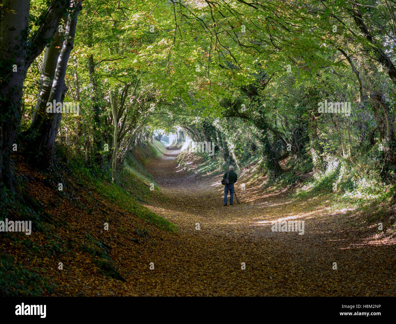 A photographer captures a tunnel of trees at Halnaker, West Sussex, just north of the county