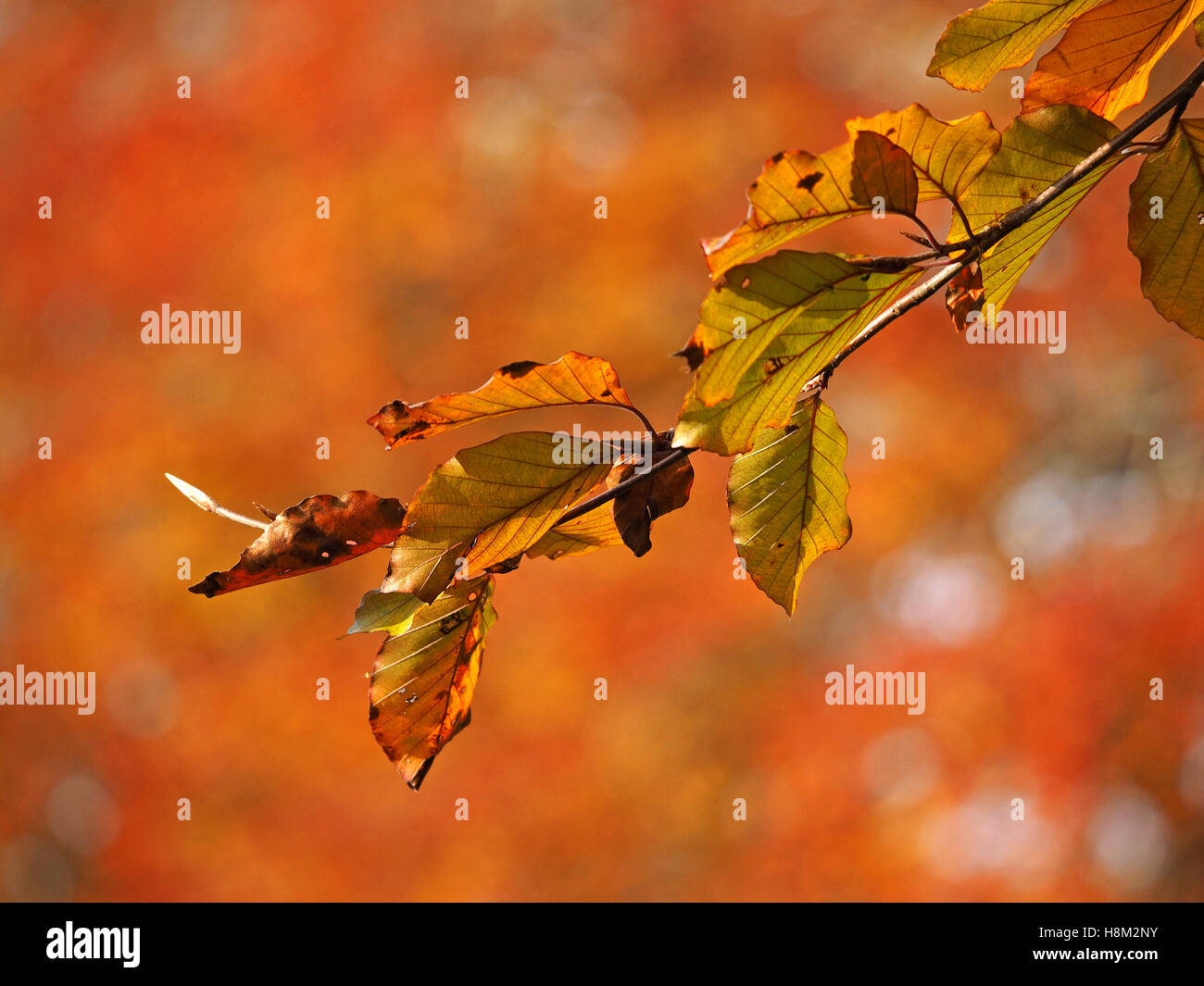 Autumn leaves on a beech sprig with harmonious background of out of focus diffuse golden tree foliage Stock Photo