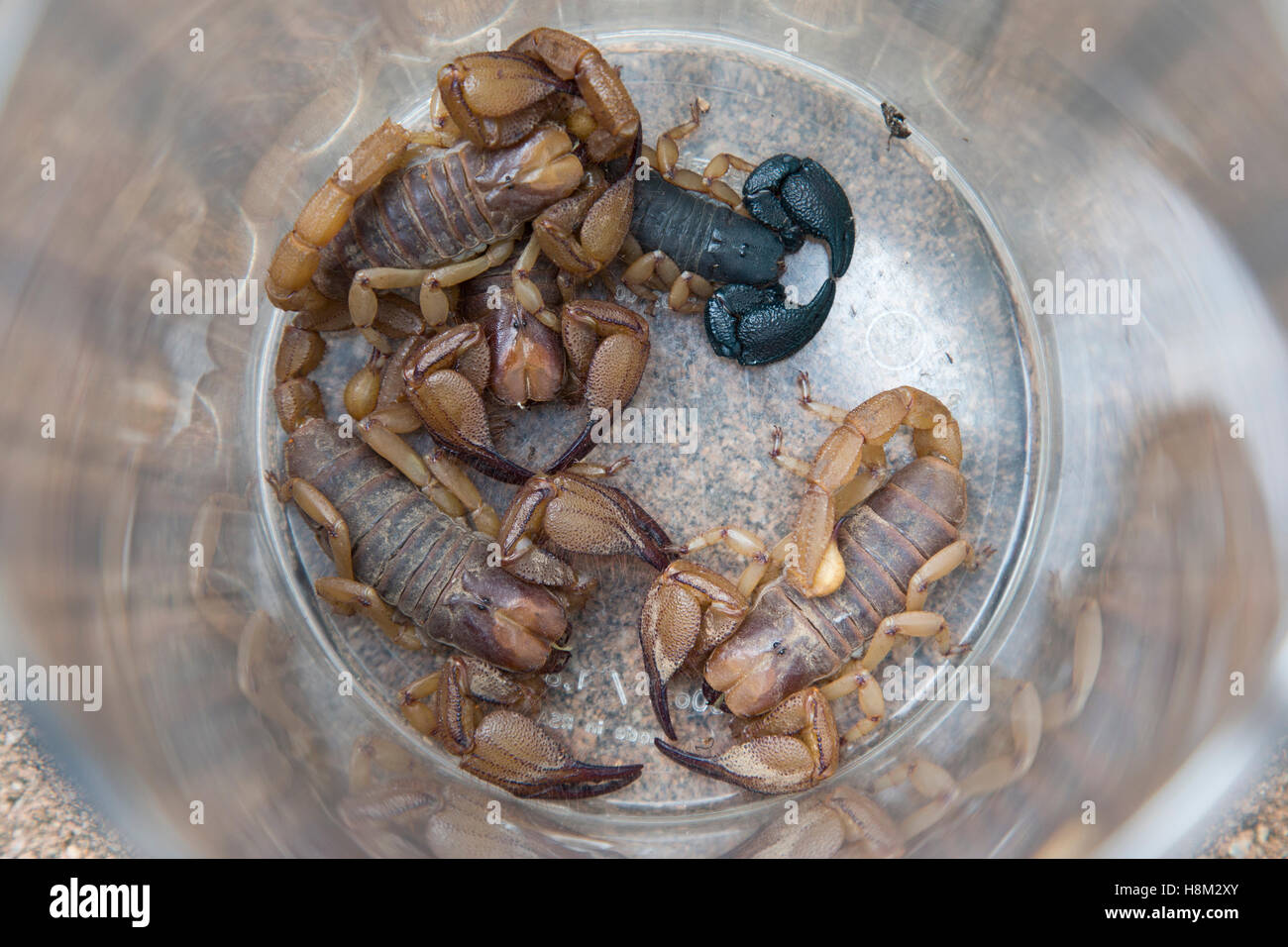 Scorpions in the bottom of a jar - Opistopthalmus glabrifrons (brown) and Opistacanthus asper (black) Stock Photo