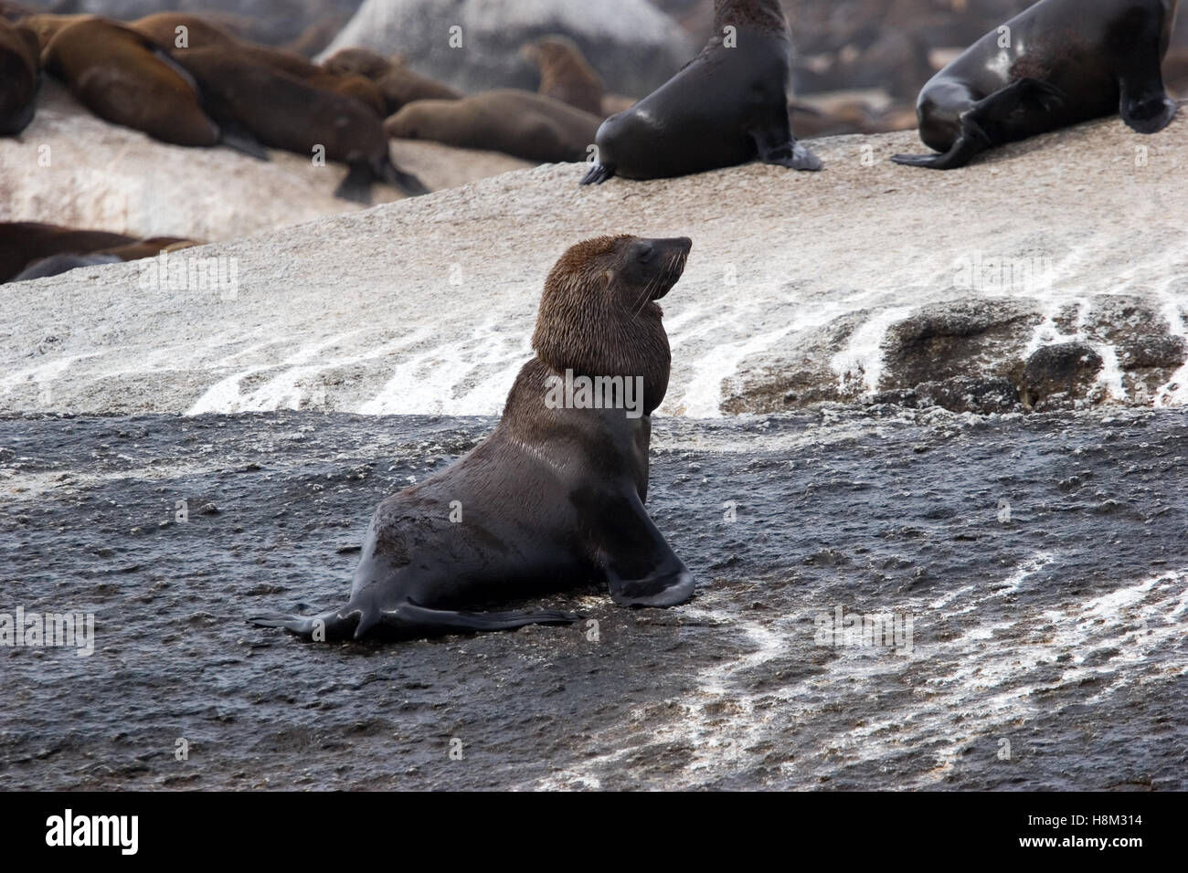 seals in south africa Stock Photo Alamy