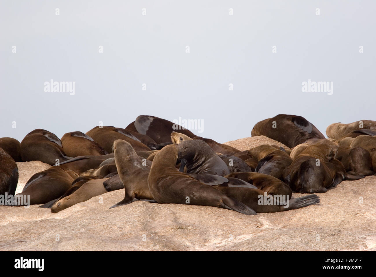 seals in south africa Stock Photo Alamy