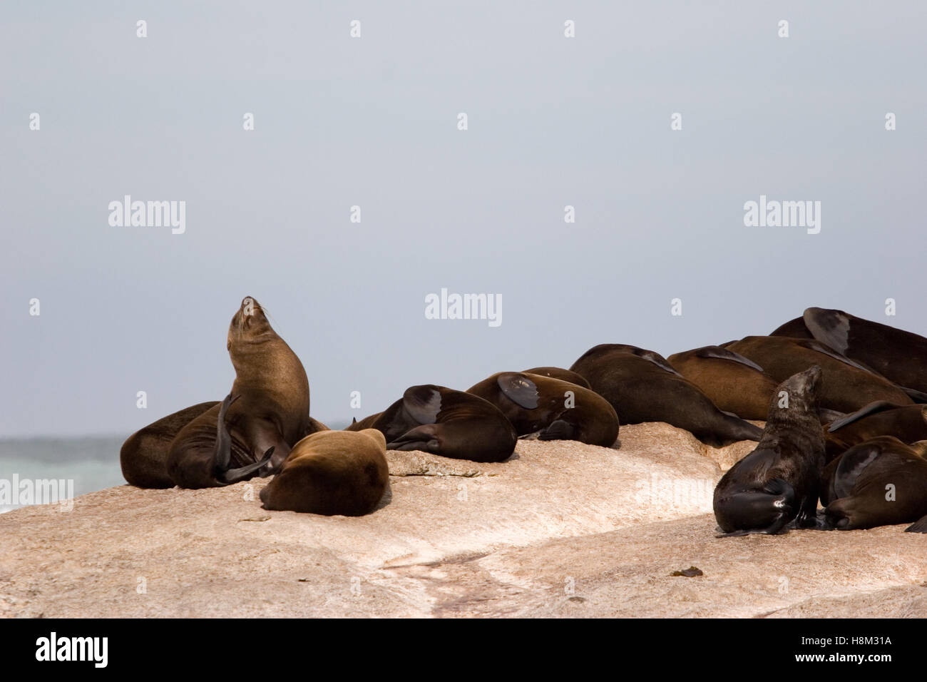 seals in south africa Stock Photo Alamy