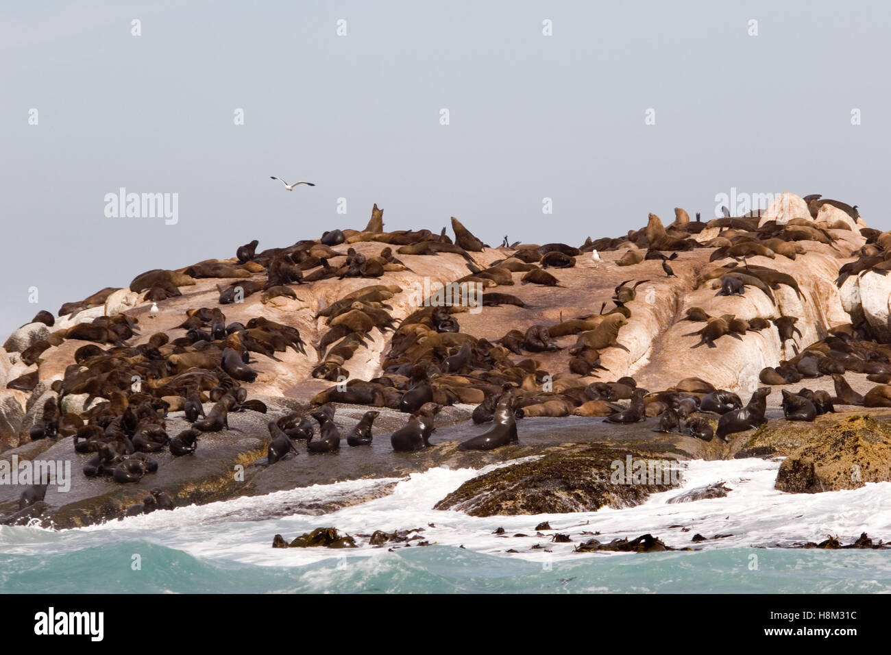 seals in south africa Stock Photo Alamy