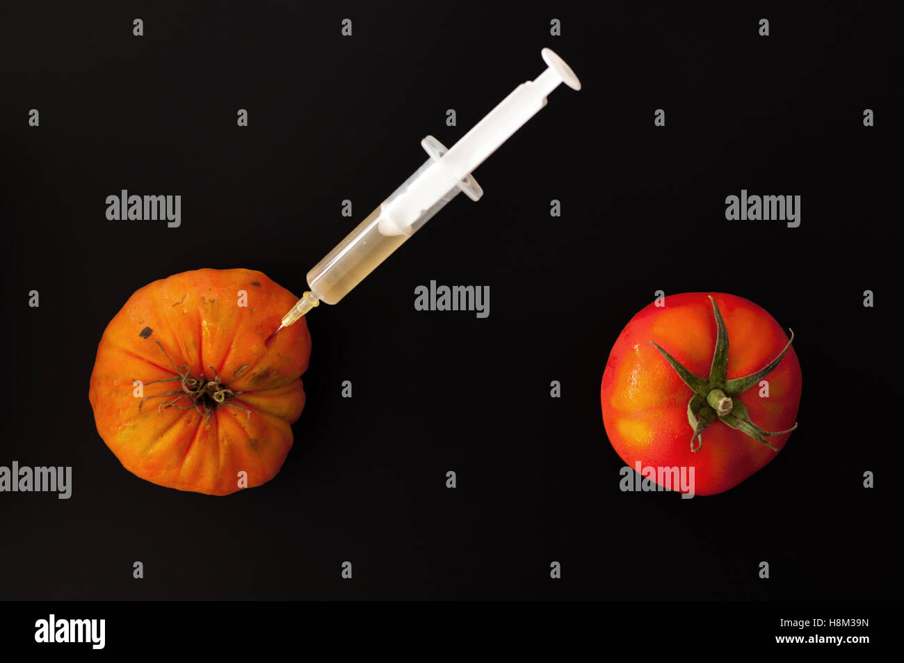 Transgenic Tomatoes Stock Photo