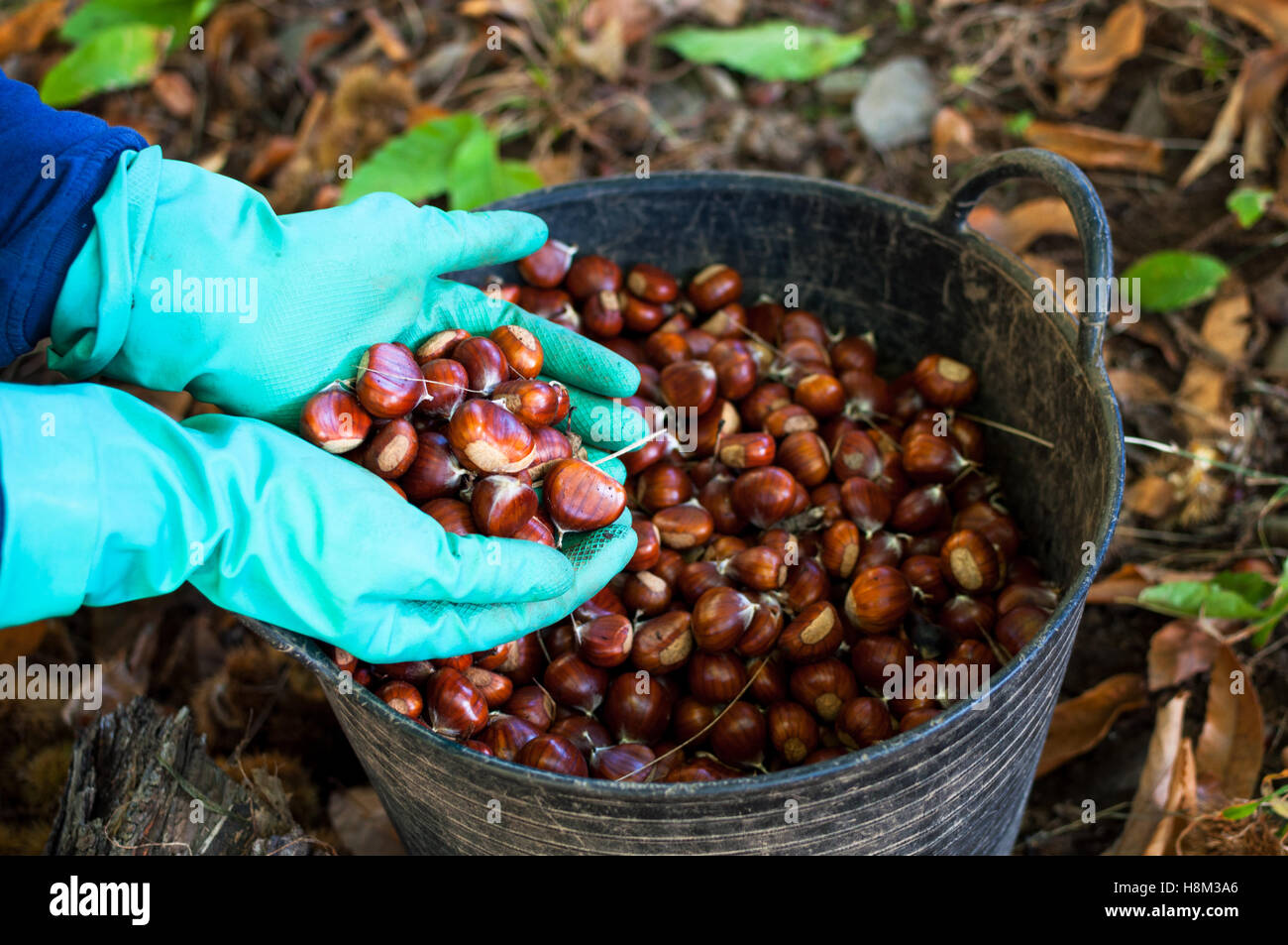 Picking chestnuts Stock Photo