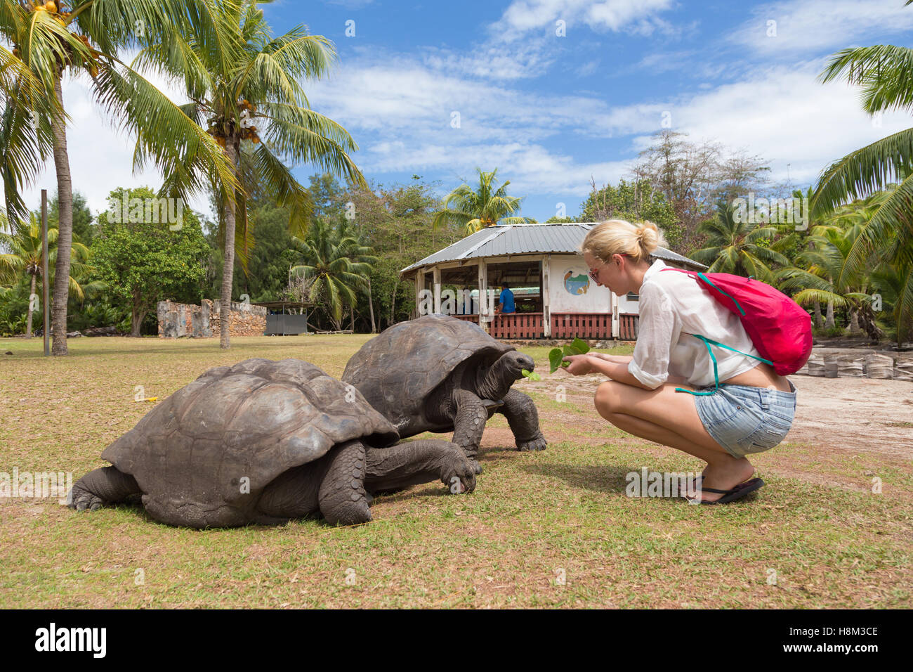 Tourist feeding Aldabra giant tortoises on Curieuse island, Seychelles. Stock Photo