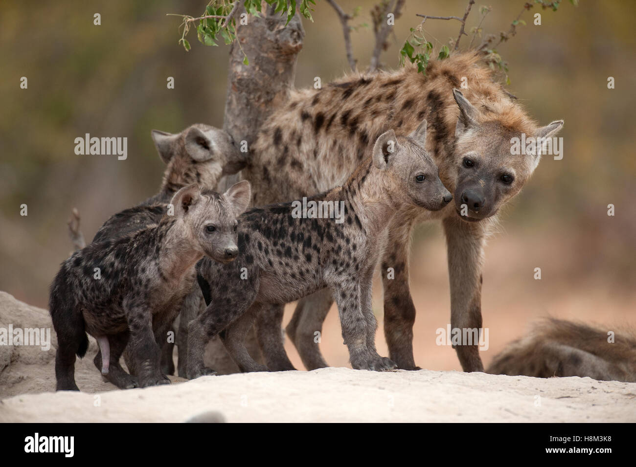 Spotted hyaena cubs playing with sub-adult at den Stock Photo