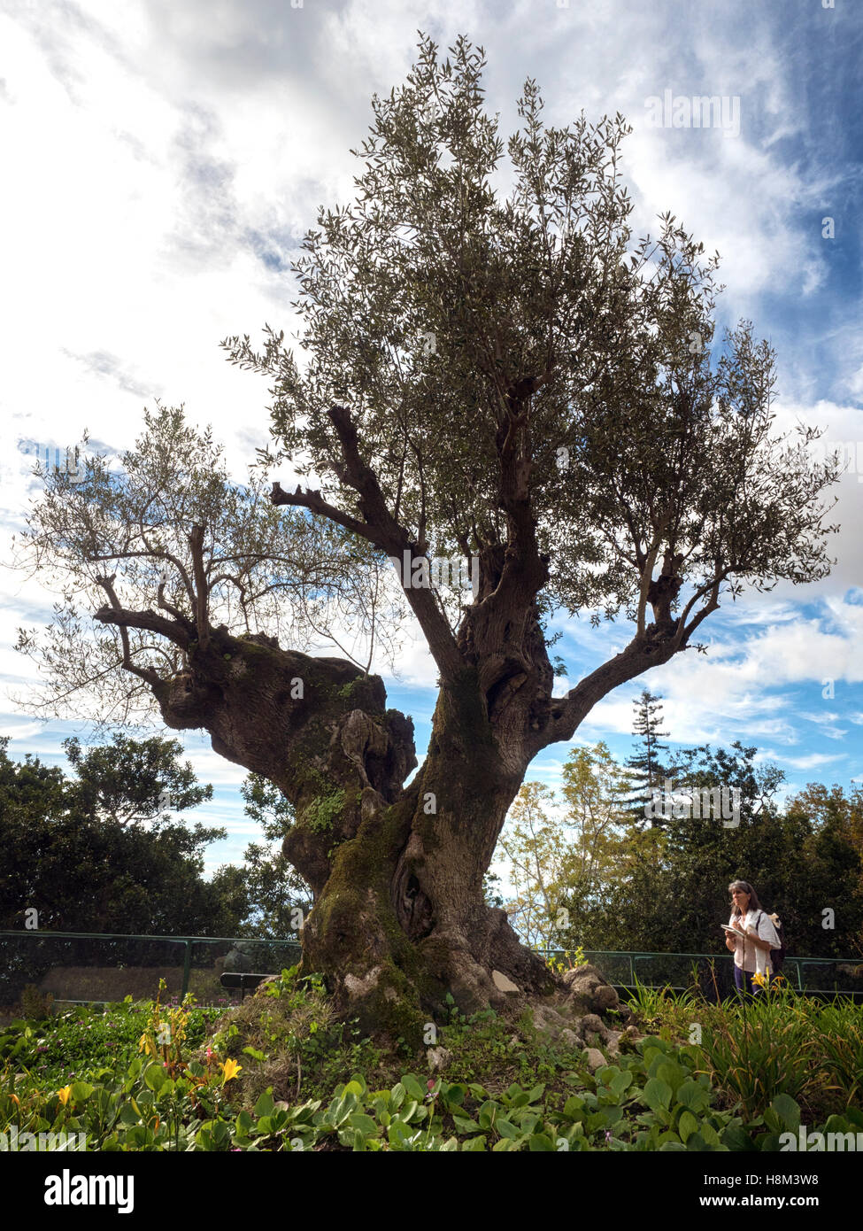 Ancient olive tree, planted by the Romans in 300BC, in the Monte Palace Tropical Garden, Funchal