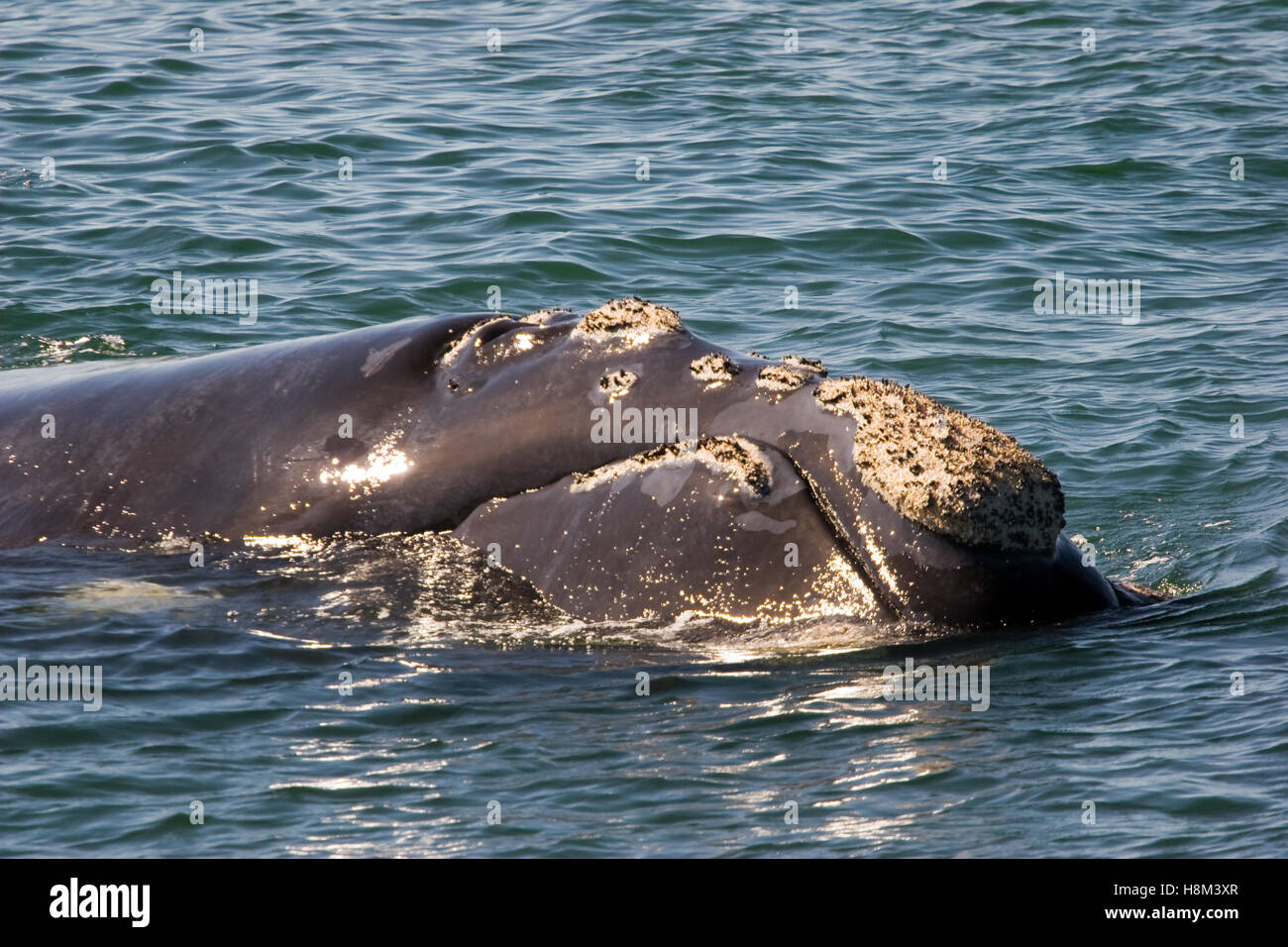 Humpback whale breaching africa hi-res stock photography and images - Alamy