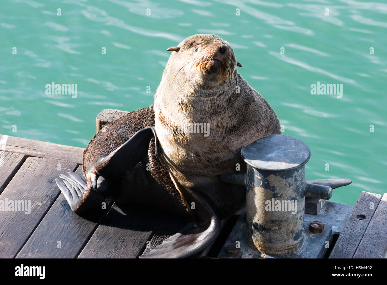cape seal in the harbor of cape town Stock Photo Alamy