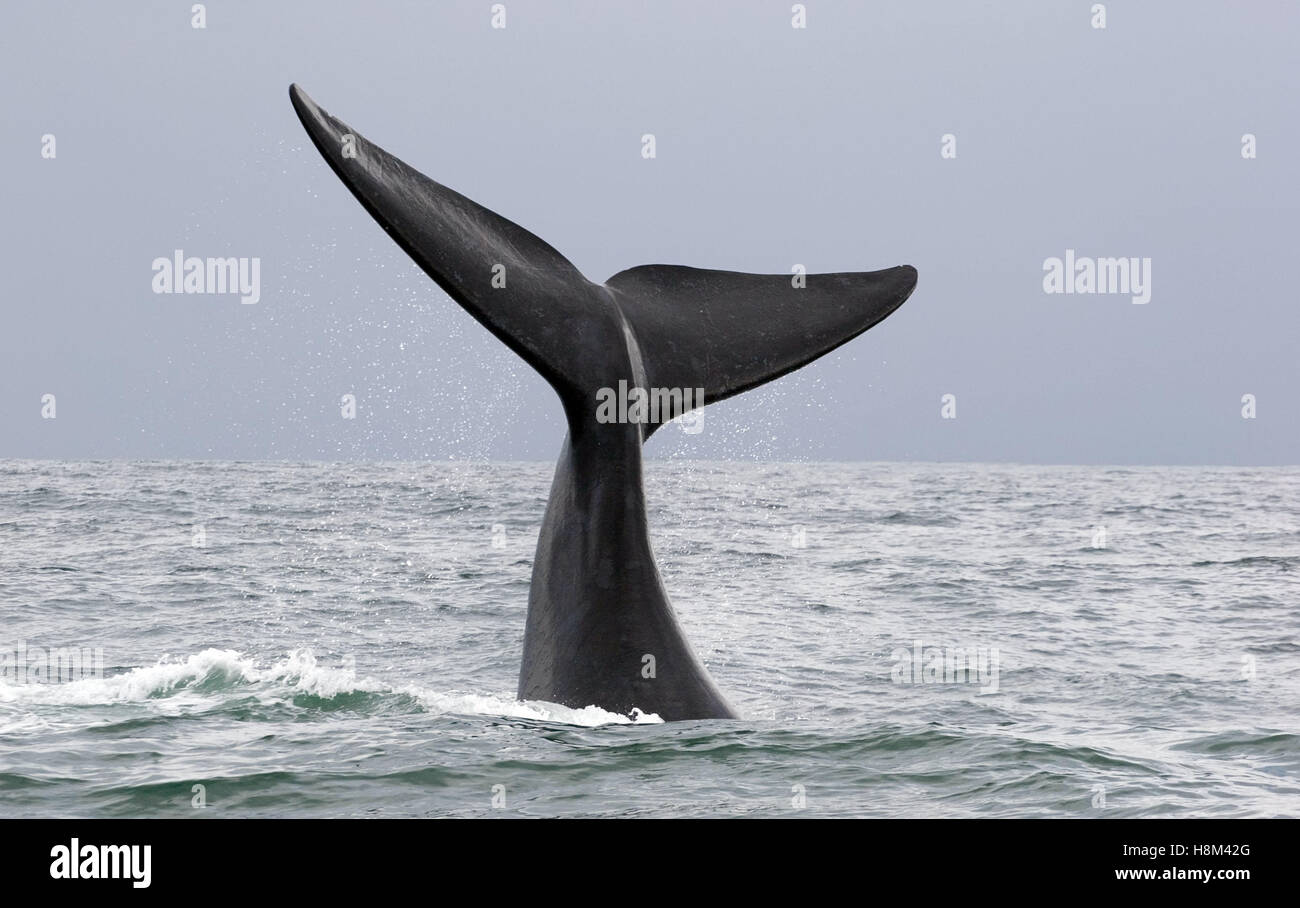 african whales near hermanus in south africa Stock Photo - Alamy