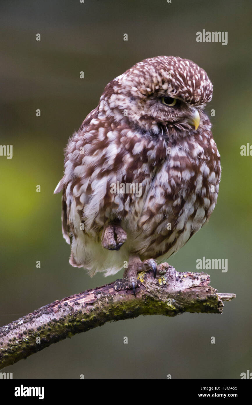 Adult little owl [Athene noctua] perched on a tree branch. Stock Photo