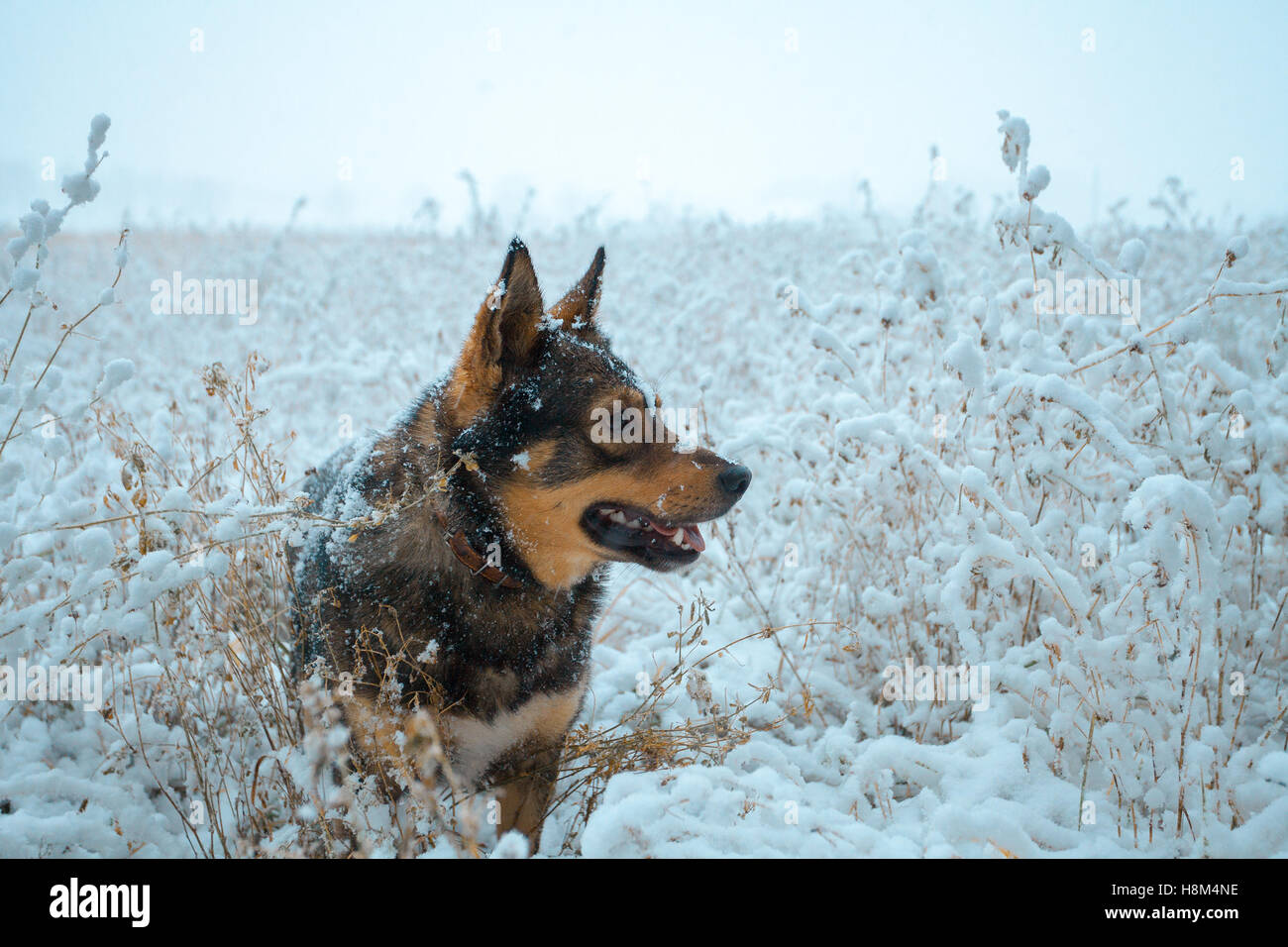 Dog walking in the snowy field Stock Photo Alamy