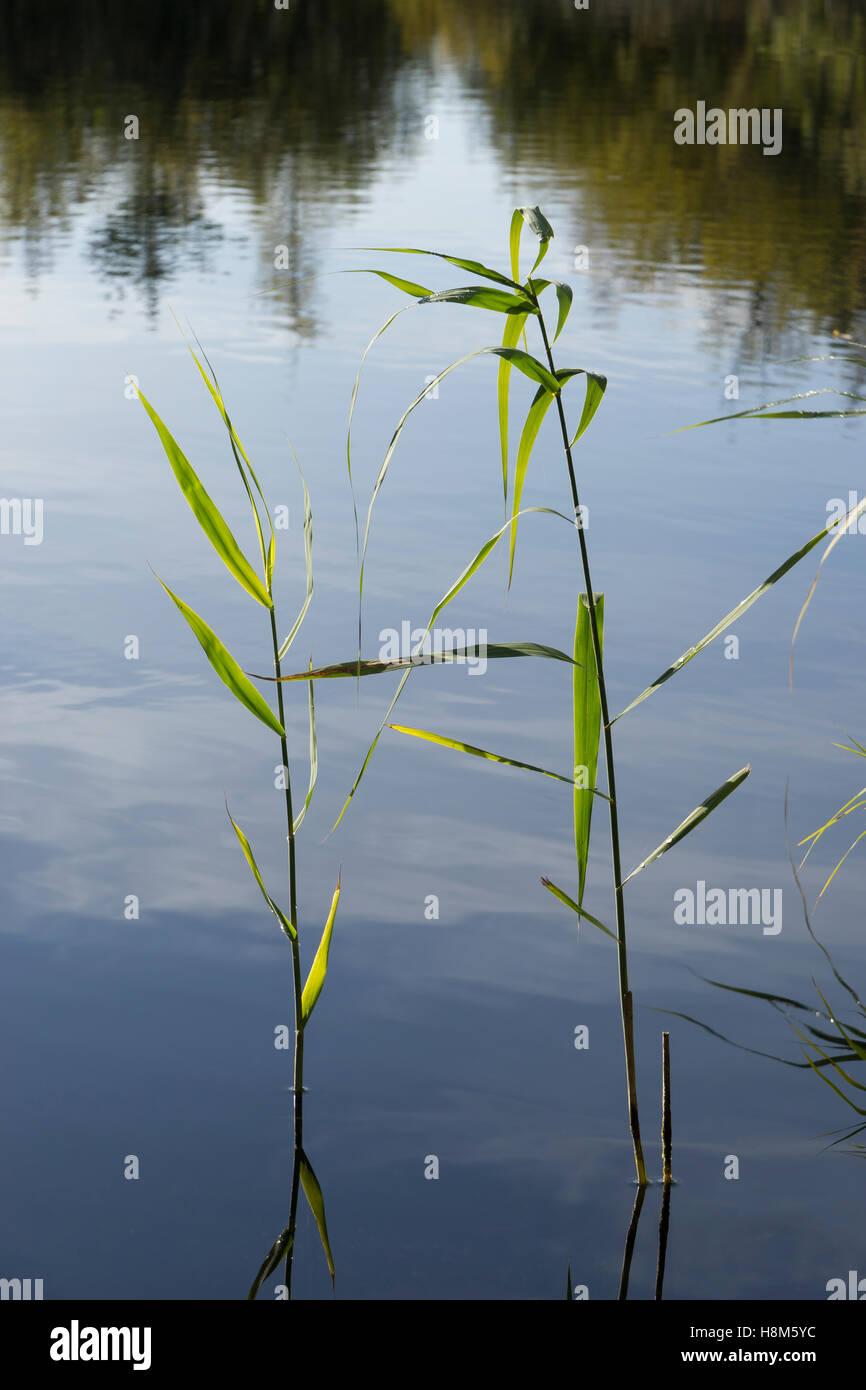 European reeds at lake edge and tree reflections in water Milton Cambridge Cambridgeshire England UK 2016 Stock Photo
