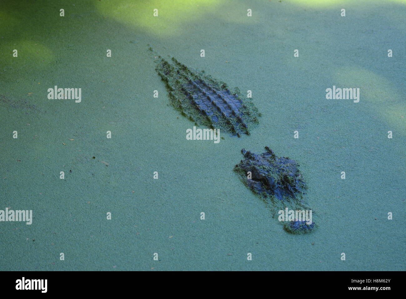 Alligator, cooling down in water, Broome Australia Stock Photo - Alamy