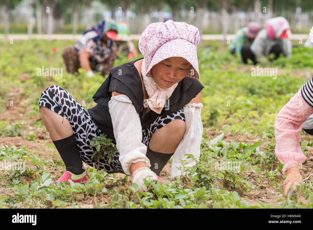 Beijing, China - Chinese female workers weeding a field on a farm near Beijing, China. Stock Photo