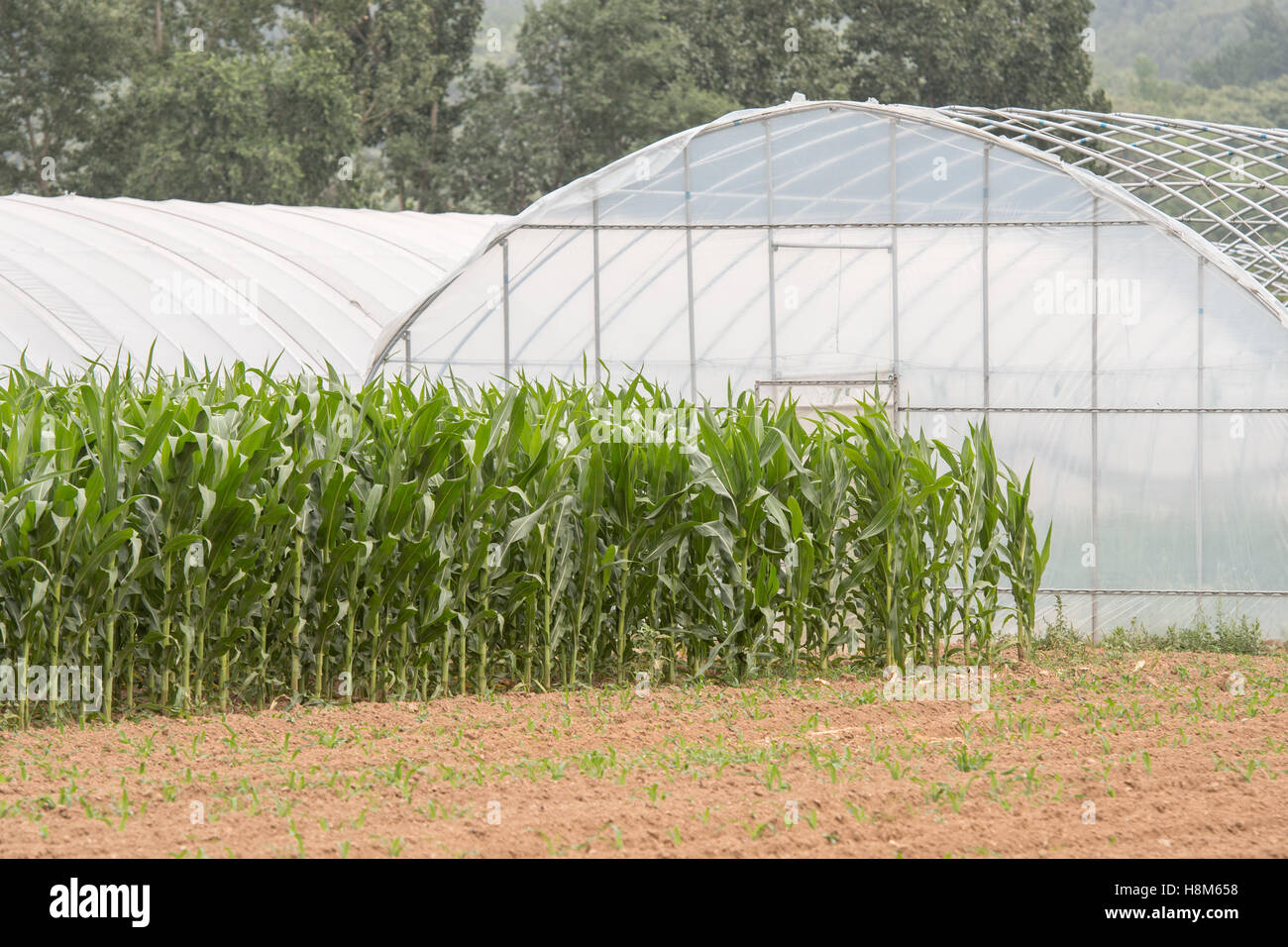 Beijing, China - Stalks of corn growing next to greenhouses on a farm near Beijing, China. Stock Photo