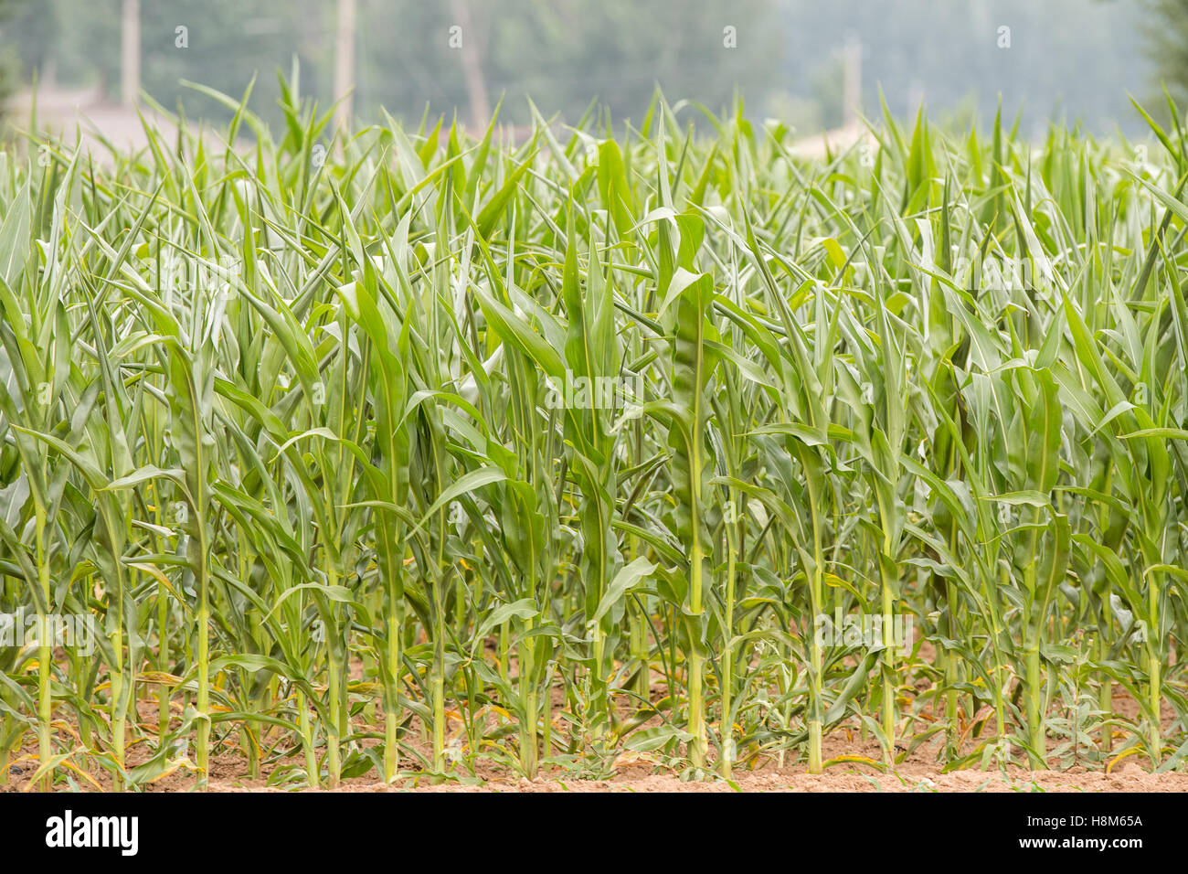 Beijing, China - Stalks of corn growing in a field on a farm near Beijing, China. Stock Photo
