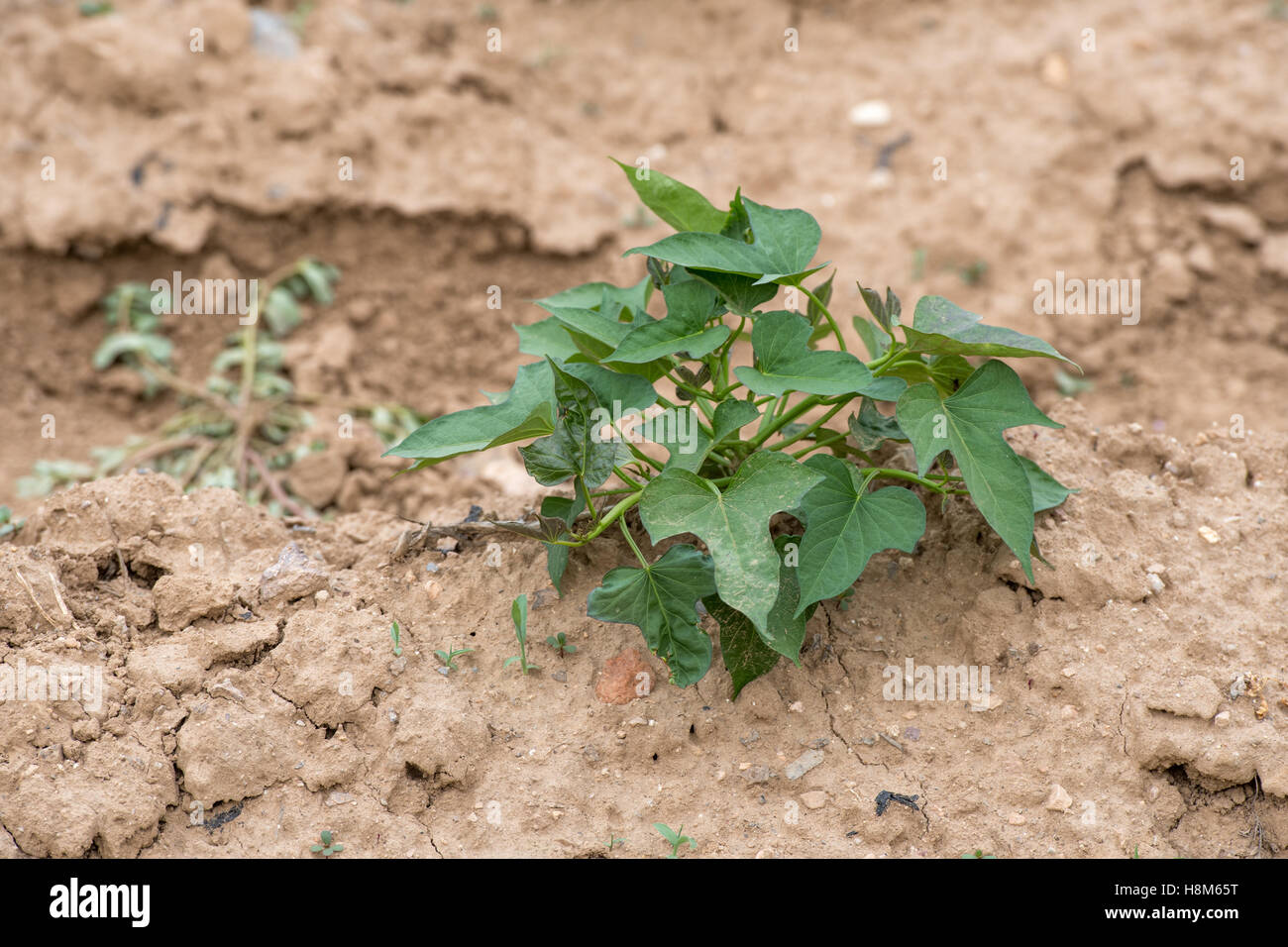 Beijing, China - Young vegetable plant in dry soil on a farm near Beijing, China. Stock Photo